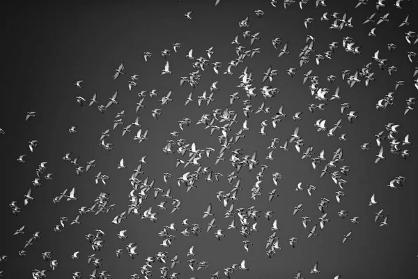 Bandada Aves Volando Cielo Oscuro Aves Increíbles Fondo Del Vuelo — Foto de Stock