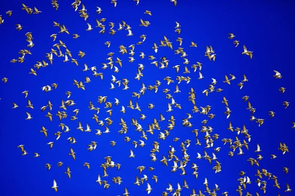 Troupeau Pigeons Volant Dans Ciel Bleu Oiseaux Étonnants Arrière Plan — Photo