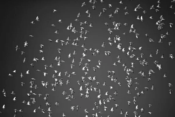 Bandada Aves Volando Cielo Oscuro Aves Increíbles Fondo Del Vuelo — Foto de Stock