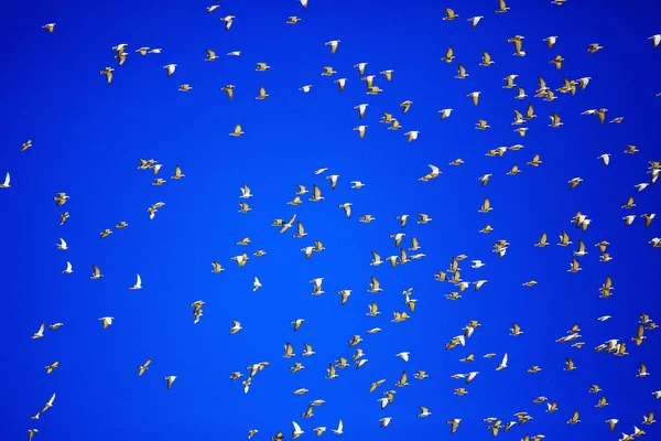 Taubenschwarm Fliegt Blauen Himmel Erstaunliche Vögel Flughintergrund — Stockfoto