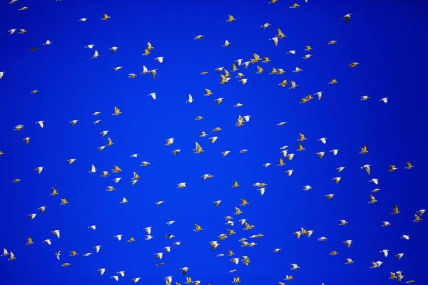Mavi Gökyüzünde Inanılmaz Kuş Uçuş Arka Planda Uçan Güvercinler Sürüsü — Stok fotoğraf