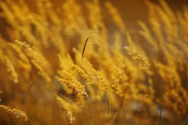 Mooie herfst gras — Stockfoto