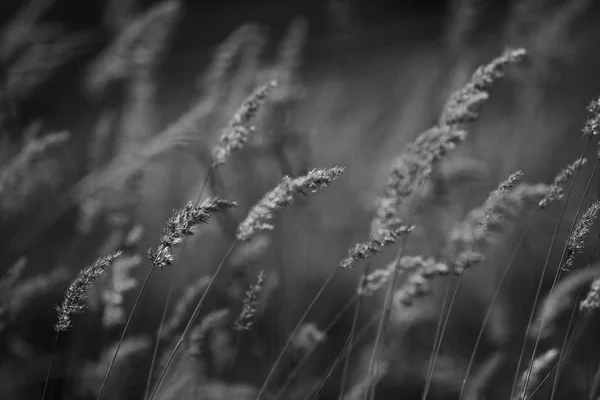 Mooie herfst gras — Stockfoto