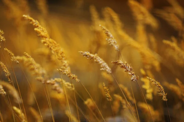 Beautiful autumn grass — Stock Photo, Image