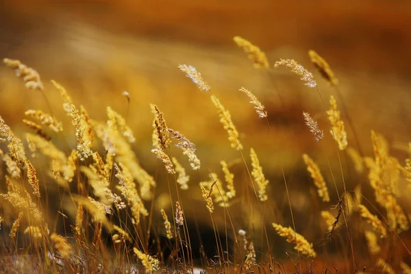 Красивая осенняя трава — стоковое фото