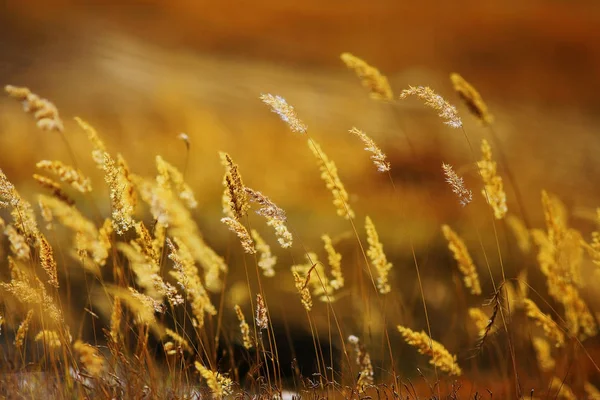 Schönes Herbstgras — Stockfoto