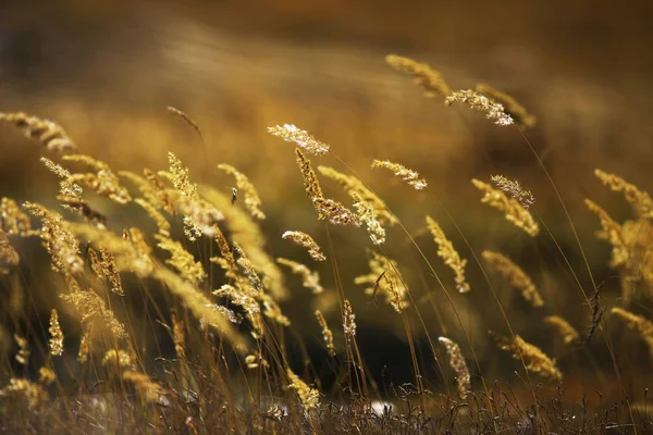 Schönes Herbstgras — Stockfoto