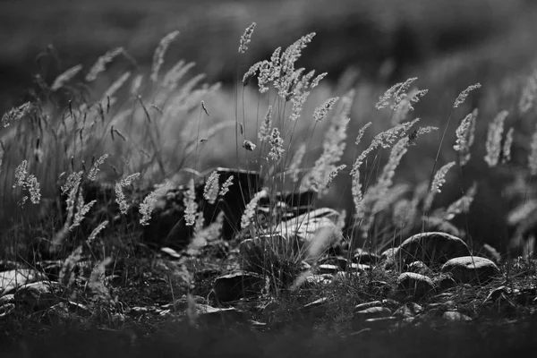 Mooie herfst gras — Stockfoto