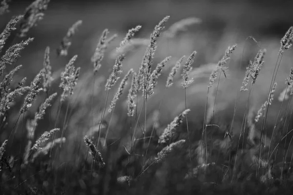 Bela grama outono — Fotografia de Stock