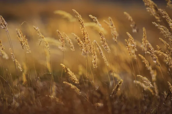 Autumn Yellow Grass Growing Field Beautiful Nature Background — Stock Photo, Image