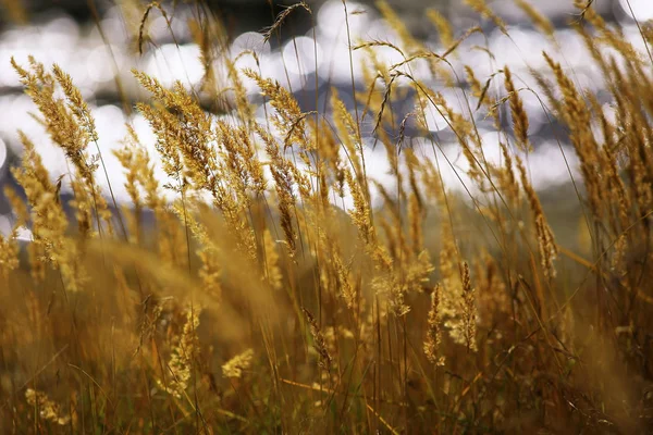 Beautiful autumn grass — Stock Photo, Image