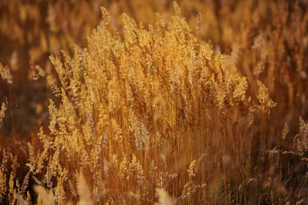 Herbst Gelbes Gras Wächst Auf Dem Feld Schöne Natur Hintergrund — Stockfoto