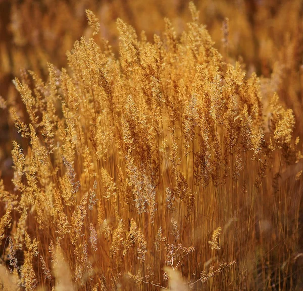 Jesień Żółty Trawy Rosnące Tle Pola Piękne Natura — Zdjęcie stockowe