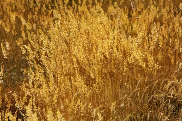 Piękna Jesienna trawy — Zdjęcie stockowe