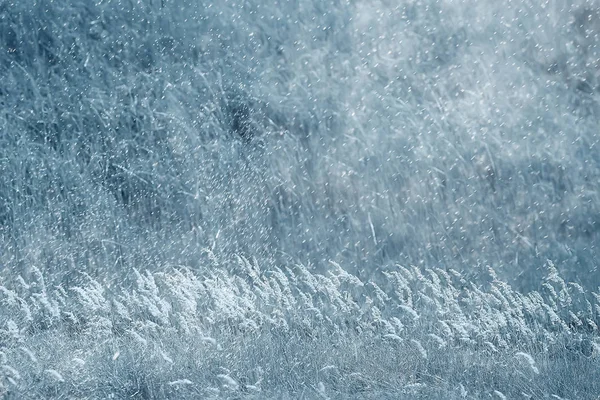 Vackra höst gräs — Stockfoto