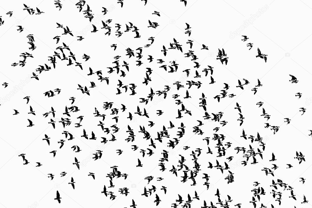 flock of black birds  