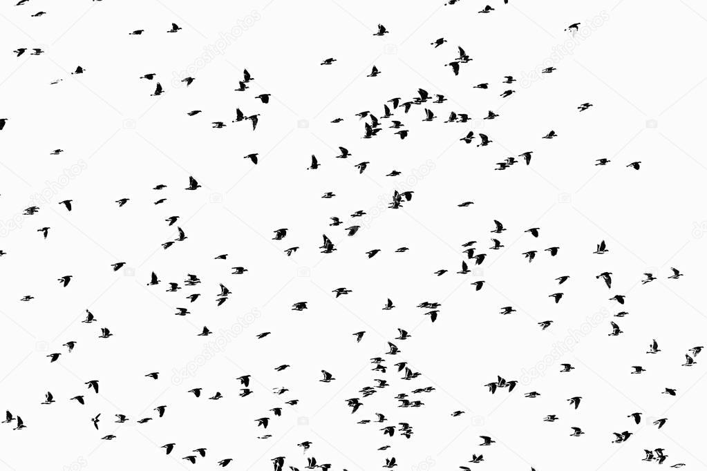flock of black birds  