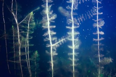 deniz altındaki yeşil yosun