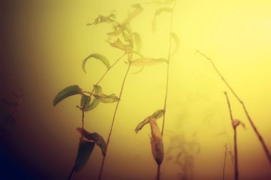 deniz altındaki yeşil yosun