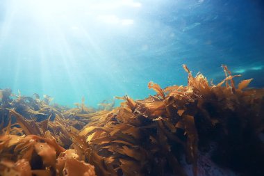 deniz altındaki güzel yosun 