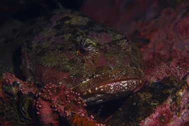 Güzel deniz balığı. 