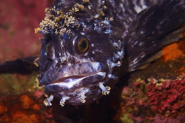 Güzel deniz balığı. 