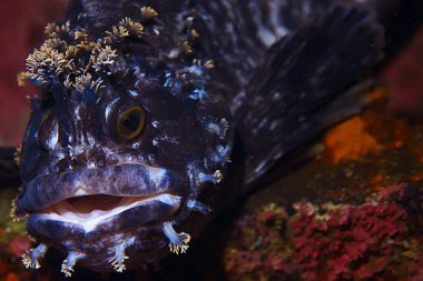 Güzel deniz balığı. 