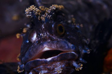 Güzel deniz balığı. 