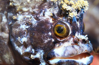 Güzel deniz balığı. 