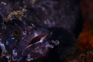 Güzel deniz balığı. 