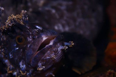 Güzel deniz balığı. 