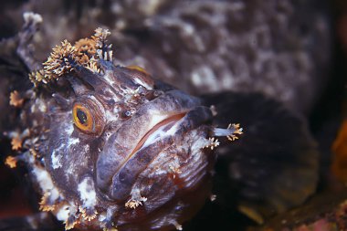 Güzel deniz balığı. 