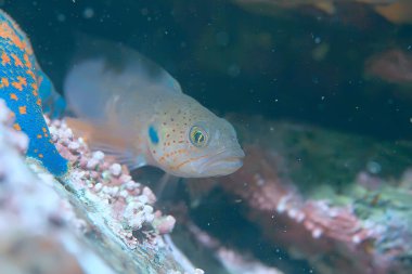 Güzel deniz balığı. 