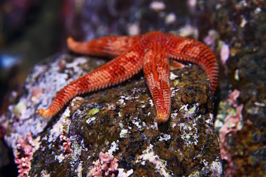 mavi deniz suyu, deniz yıldızı