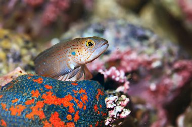 Güzel deniz balığı. 