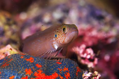 Güzel deniz balığı. 