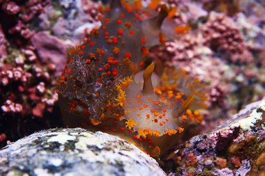 omurgasızını deniz tarağı deniz altındaki sualtı makro fotoğraf