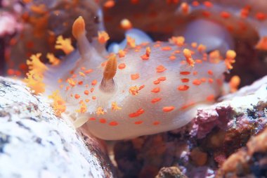 omurgasızını deniz tarağı deniz altındaki sualtı makro fotoğraf