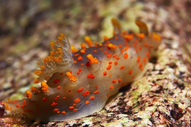 omurgasızını deniz tarağı deniz altındaki sualtı makro fotoğraf