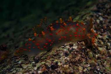 omurgasızını deniz tarağı deniz altındaki sualtı makro fotoğraf