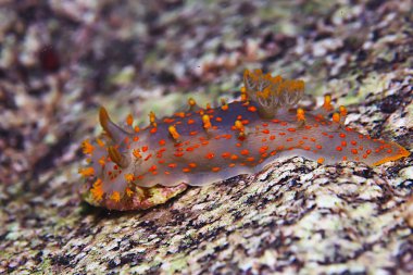 omurgasızını deniz tarağı deniz altındaki sualtı makro fotoğraf