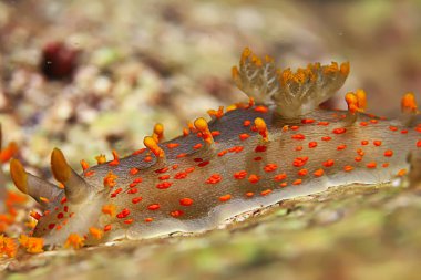  Makro sualtı fotoğraf egzotik deniz hayvan 