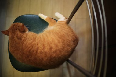 sandalyede çok güzel kırmızı kabarık kedi