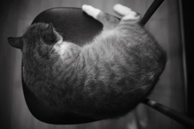 çok güzel kırmızı kabarık kedi, siyah ve beyaz 