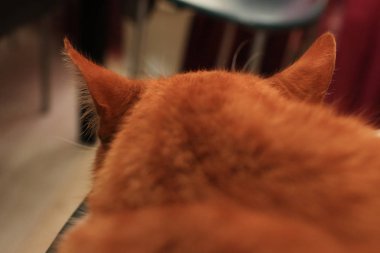 çok güzel kırmızı kabarık kedi evde 