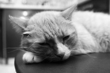 çok güzel kırmızı kabarık kedi, siyah ve beyaz 