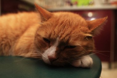 çok güzel kırmızı kabarık kedi evde 