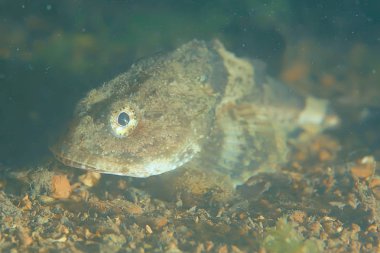 Güzel deniz balığı. 