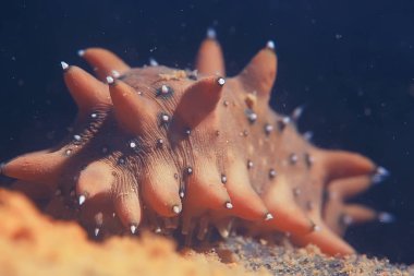 underwater photo of trepang molluscum. Ocean bottom fauna  clipart