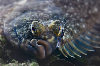 Güzel deniz balığı. 